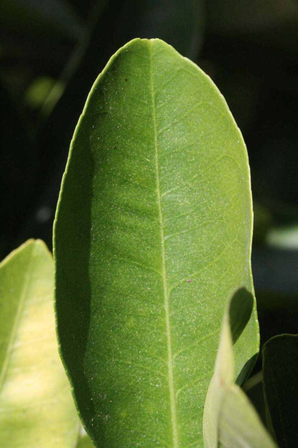              Margin (Riverside, CA)       